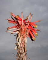 Zishy - 51-full_58-0001405011050316