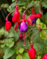 Zishy - 35-emmy-sinclair-shrine-lake-full_35-8695164555000