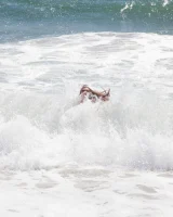 Zishy - 20-full_029ac5401536177591