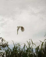 Zishy - 74-full_75_0001277041334