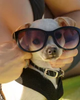 Zishy - 31-full_31_18244889201034